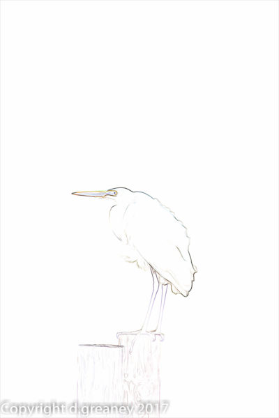 Zen Egret
