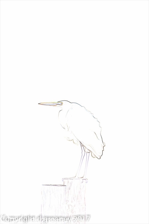 Zen Egret
