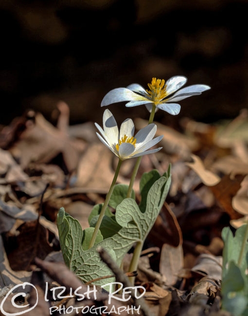 Blood Root #1