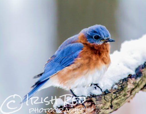 Bluebird in the Snow