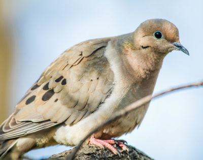 Mourning Dove #3