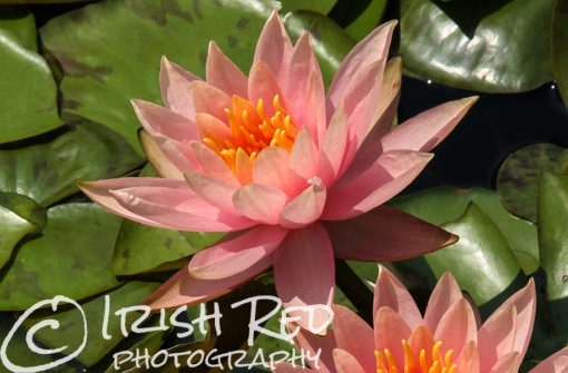 Pink Waterlily #7