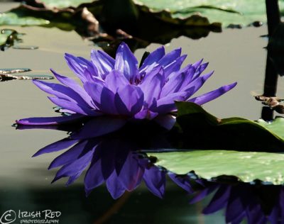 Purple Waterlily #1