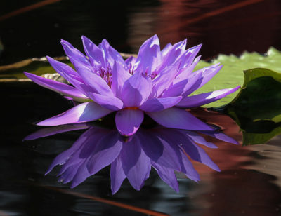 Purple Waterlily #9