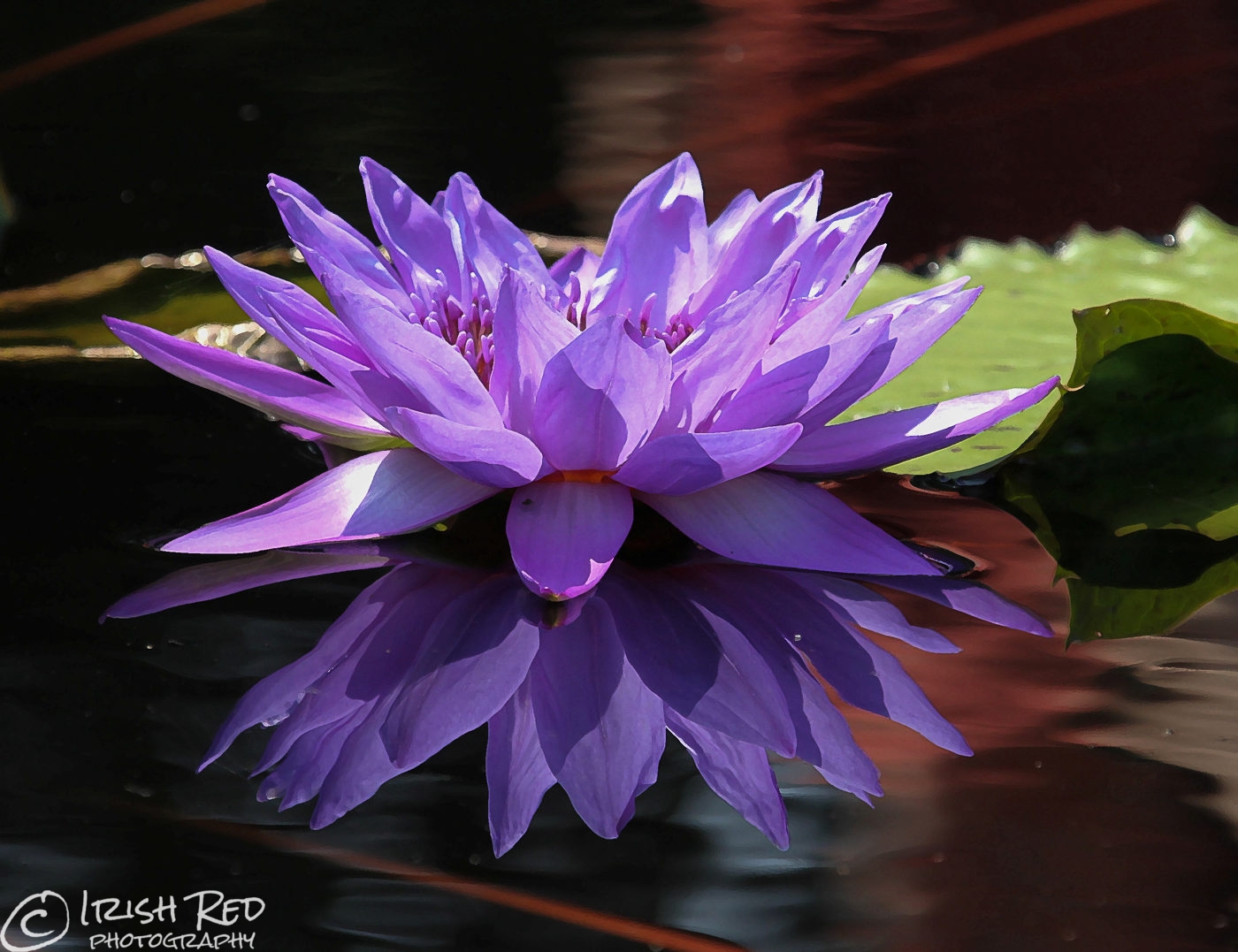 Сиреневая лилия фото