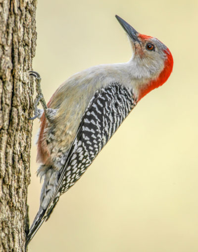 Red Bellied Woodpecker #2