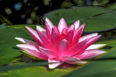 Red Waterlily #6