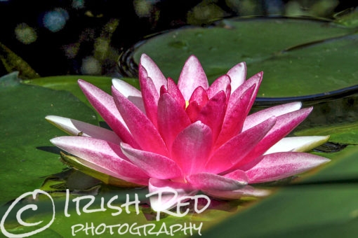 Red Waterlily #6