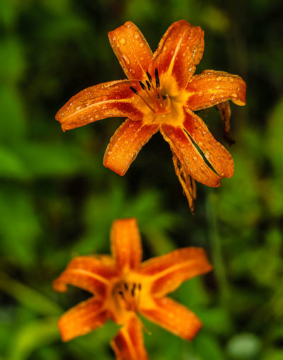 Tiger Lily #2 (let's build a wall!)