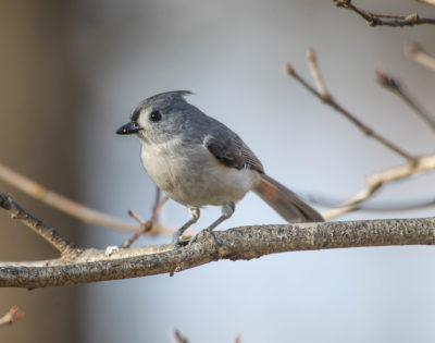 Tufted Titmouse #8