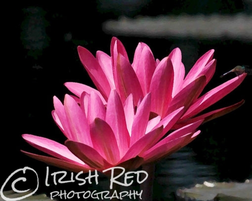 Twin Red Waterlilies #40