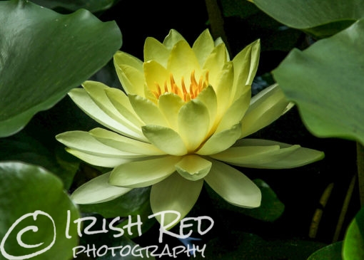 Yellow Water lily #7
