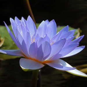 Waterlily Photography Collection for Your Wall