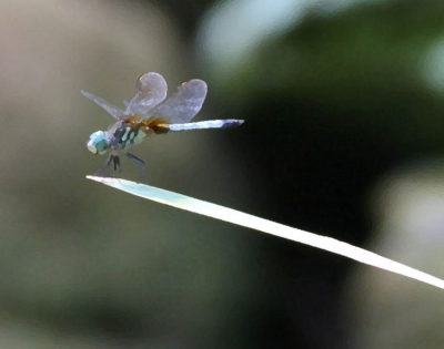 Blue Dasher Dragonfly #4
