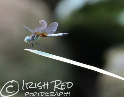 Blue Dasher Dragonfly #4