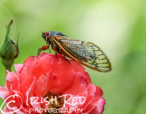 Periodic Cicada #2